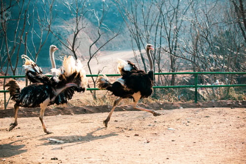 Preview: Two ostriches running in the zoo