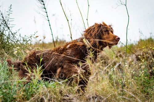 Preview: Brown hunting dog of the munsterlander breed small.