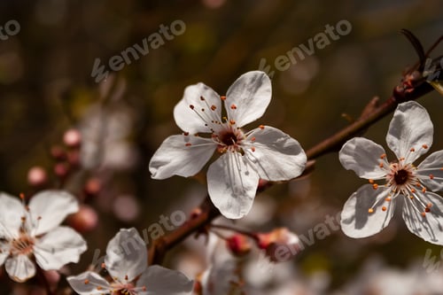 Preview: Prunus cerasifera, blooming red-leaved plum