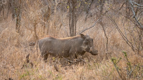 Preview: Warthog stands amongst lush foliage in a tranquil outdoor setting