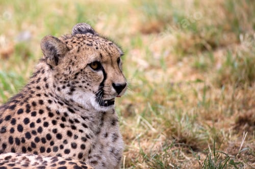 Preview: Cheetah in the glade