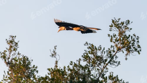 Preview: A Malabar pied hornbill in flight above treetops against a soft morning sky