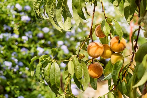 Preview: Branch of a peach tree with ripe fruits in the garden. Gardening sostenible. Harvesting.