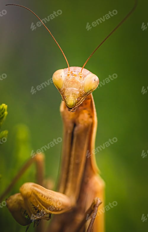 Preview: Brown praying mantis on tree. Mantis religiosa