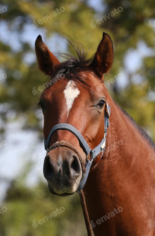 Preview: arabian, horse, mare, stallion, riding