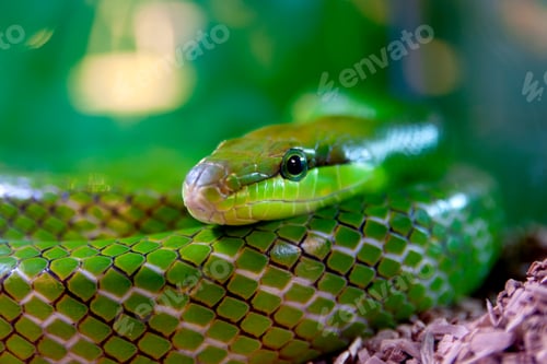 Preview: Portrait of a green snake with bokeh background