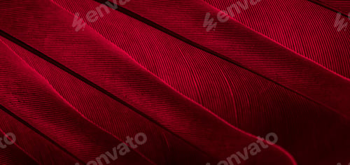 Preview: red feather pigeon macro photo. texture or background