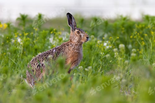Preview: Brown hare sitting in growing grass in summer nature
