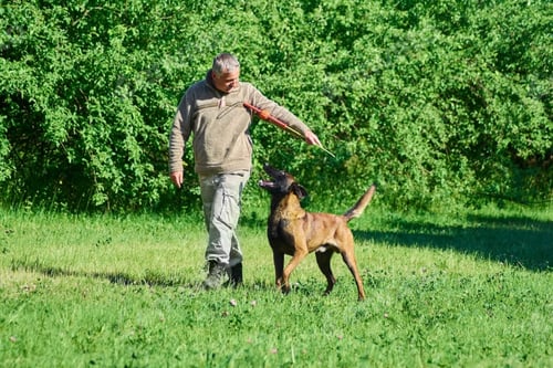 Preview: The man is showing the toy to his dog