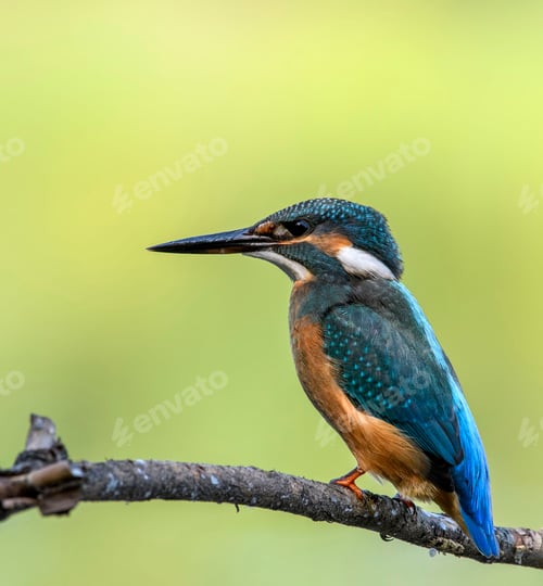 Preview: Common Kingfisher (Alcedo athis) sitting on a branch.