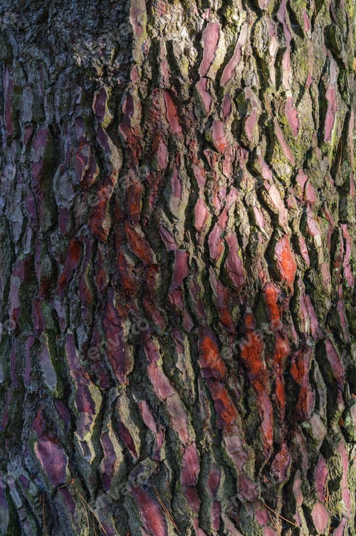 Hintergrund aus roher Rinde aus roter Kiefer