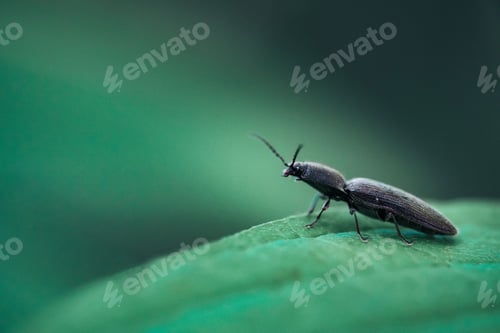 Preview: Closeup shot of a Elateridae or click beetle