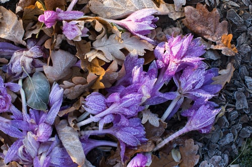 Preview: Close up withered violet crocus flowers and fallen leaves covered by hoarfrost, top view
