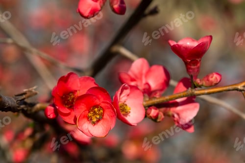 Preview: Red flowers on the branches flowering chaenomeles speciosa (chinese quince flowers )