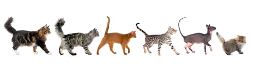 Preview: six walking cats