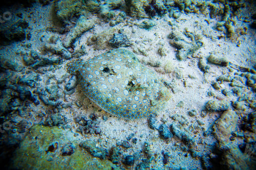Preview: Bothus Lunatus of Flat Fish