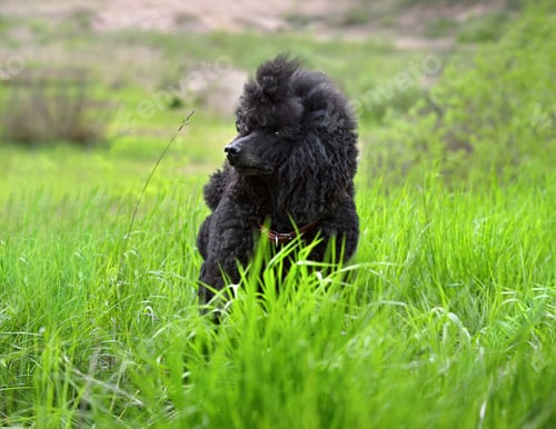 Preview: Beautiful royal black poodle