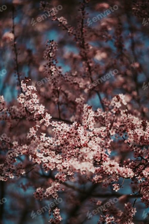 Preview: Vertical selective focus shot of the pink Japanese cherry blossom trees in the garden