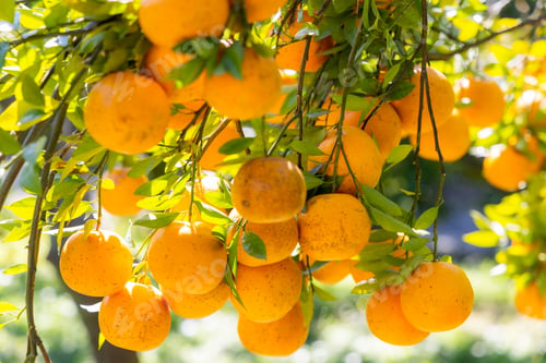Preview: Organic orange tree farm garden