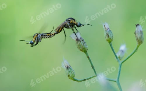 Preview: toxophora