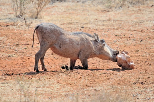 Preview: Warthog licking salt block