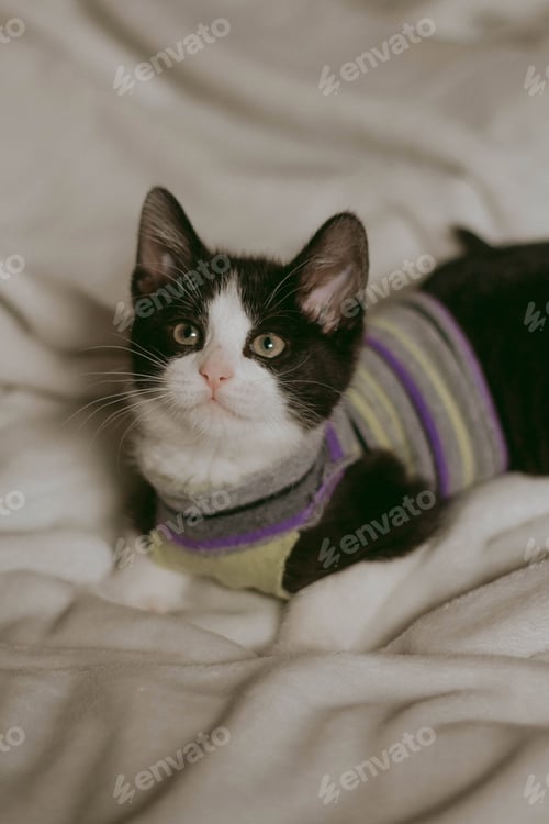 Preview: Adorable Kitten Wearing a Striped Shirt Inside