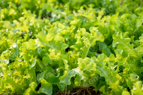 Preview: Farming organic green oak lettuce