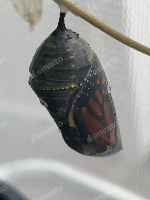Preview: Hanging Monarch butterfly in chrysalis.
