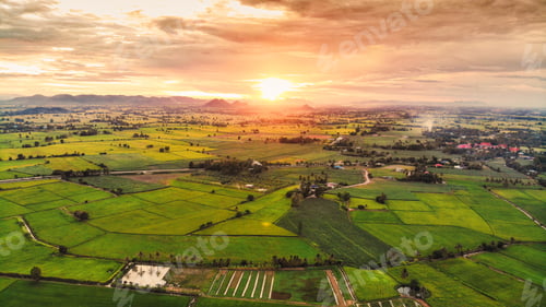 Preview: Sunset over lush green paddy field, farming cultivation in agricultural land at countryside