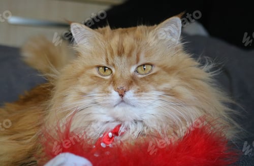 Preview: Fluffy cat