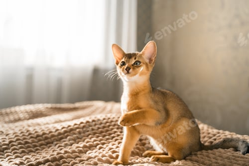 Preview: Small kitten cat of the Abyssinian breed lies, sleeps sweetly on soft blanket on bed. Funny fur fluf