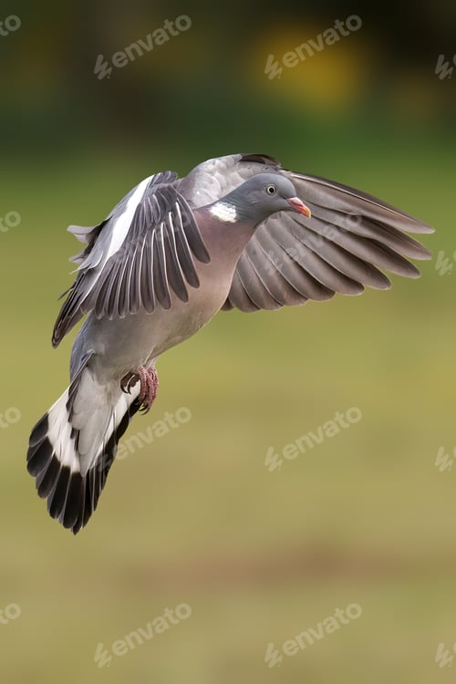 Preview: Vertical shot of a flying wood pigeon on a blurred background