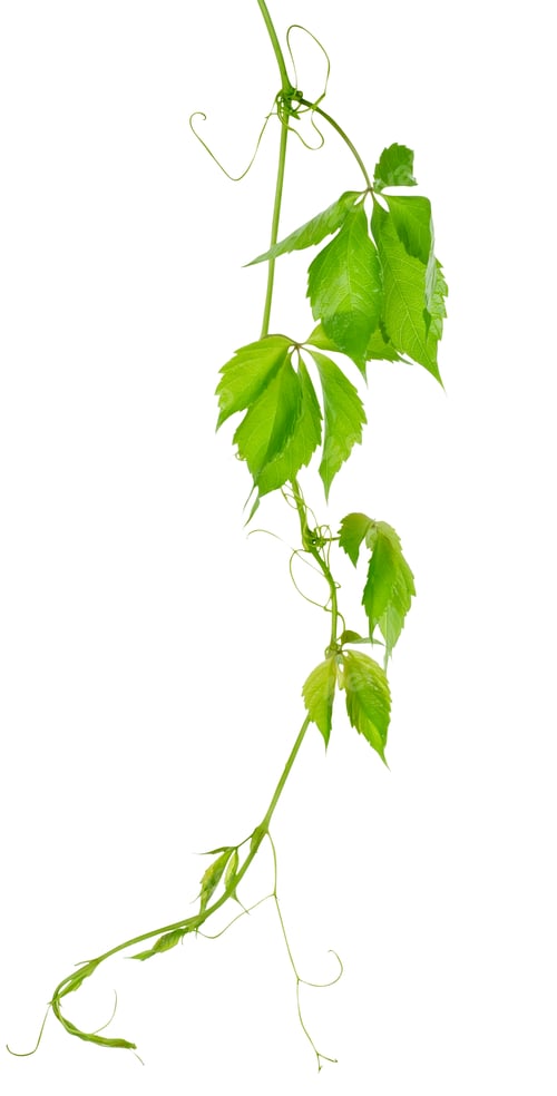 Preview: Grape vine leaves