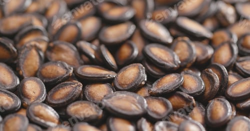 Preview: Black Melon Seeds