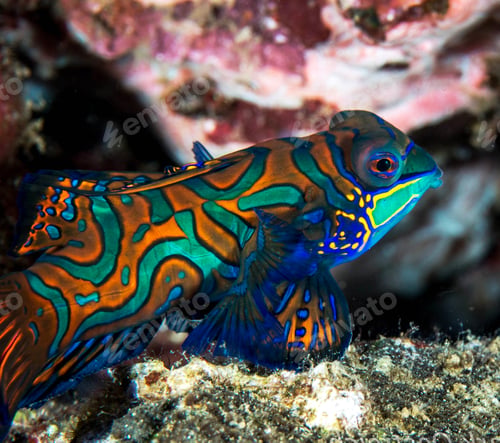 Preview: A Creative and Beautiful Indonesia underwater pictures