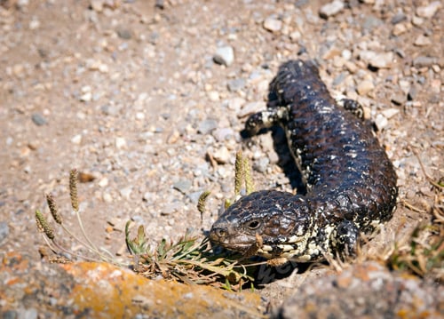 Preview: Australian Lizard Tiliqua Rugosa