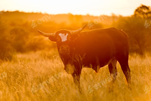 Preview: Bull