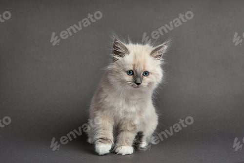 Preview: Cute fluffy kitten against gray background. Space for text