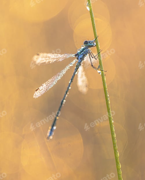 Preview: Emerald Damselfly coverder in Dew Drops with Flare