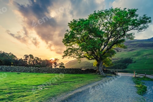 Preview: Stunning field with big tree in District Lake, United Kingdom