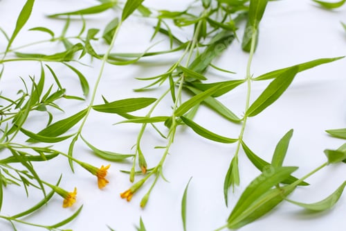Preview: Fresh tarragon on white background.