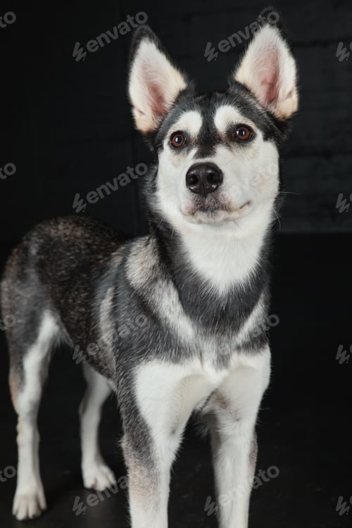 Preview: puppy husky portrait