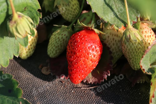 Preview: Ripe and green strawberries on agrofibre close-up