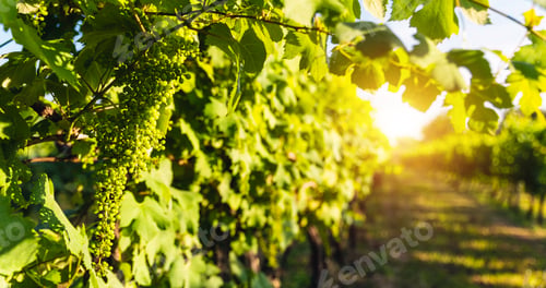 Preview: Vineyard with bunches of green grapes