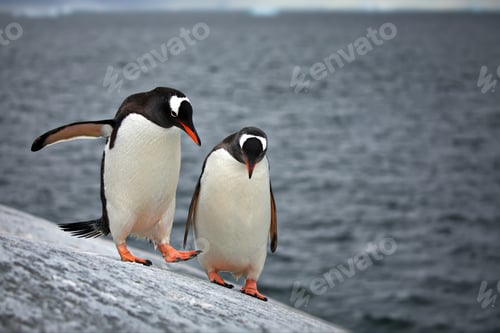 Preview: Shallow focus of two Gentoo penguins standing on a sliding ground by the seawater in Antarctica