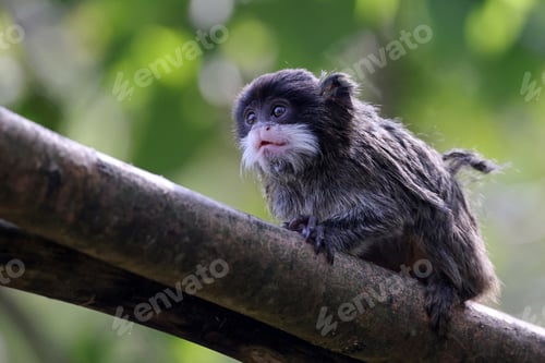 Preview: Saguinus imperator or emperor tamarin