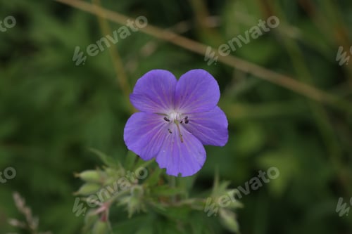 Preview: Delicate blue flowers of the meadow geranium