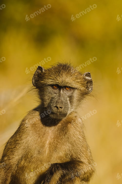 Preview: Monkey