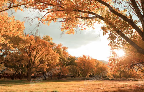 Preview: Autumn garden
