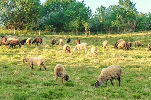 Preview: Flock of sheep on pasture. Livestock concept.